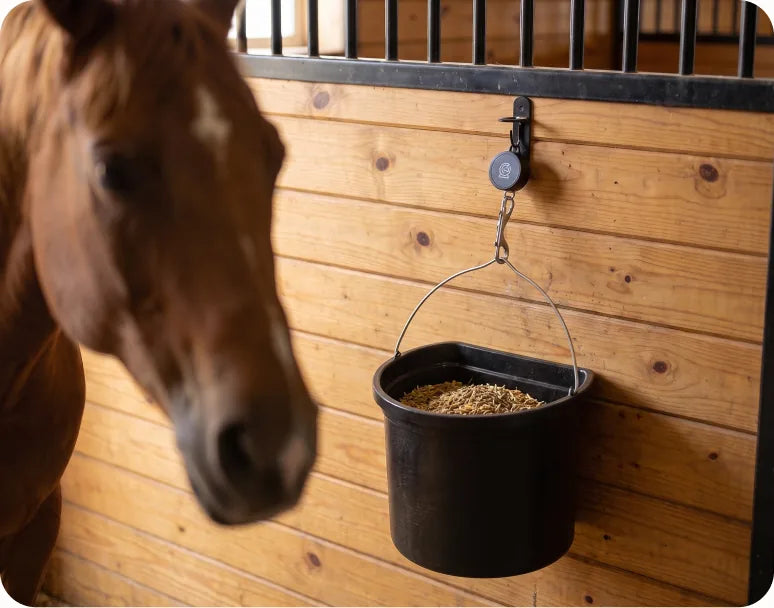 The multi-horse yard