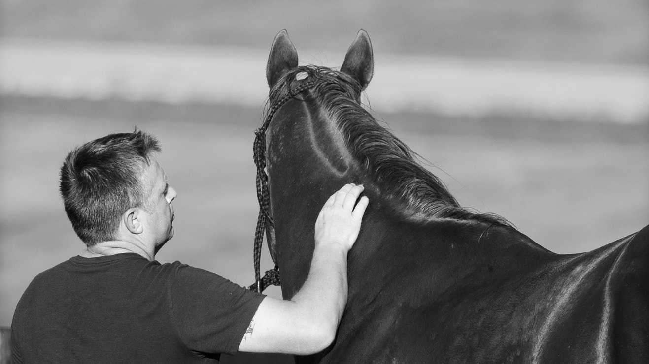 A well-known horse trainer gently placing his hand on the neck of a dark horse, both looking into the distance.