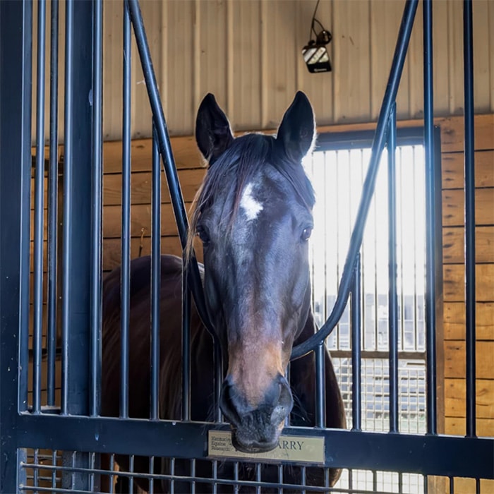 A dark bay horse with a white star marking on its forehead stands calmly behind metal stall bars in a well-lit wooden barn with a Stall Monitor in place on the back stall wall. A nameplate reading “Harry” is visible on the front gate.