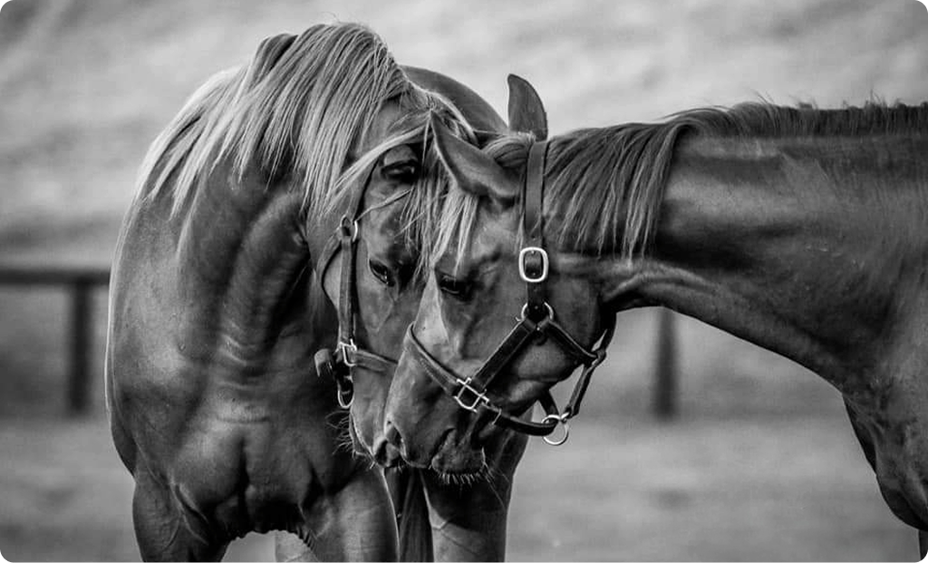 A horse trainer gently rests his hand on the neck of a dark horse, both facing away toward an open field. Captured in black and white, the image reflects the quiet bond between human and horse.