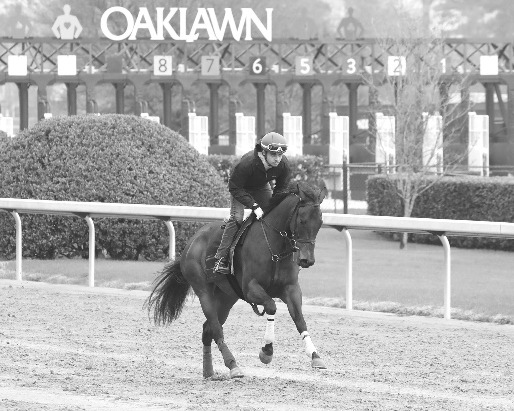 A jockey rides a racehorse along a dirt track during early morning training, with starting gates visible in the background at a racetrack facility.