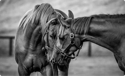 Horcery Joins Forces with the EQUUS Foundation to Advance Horse Welfare